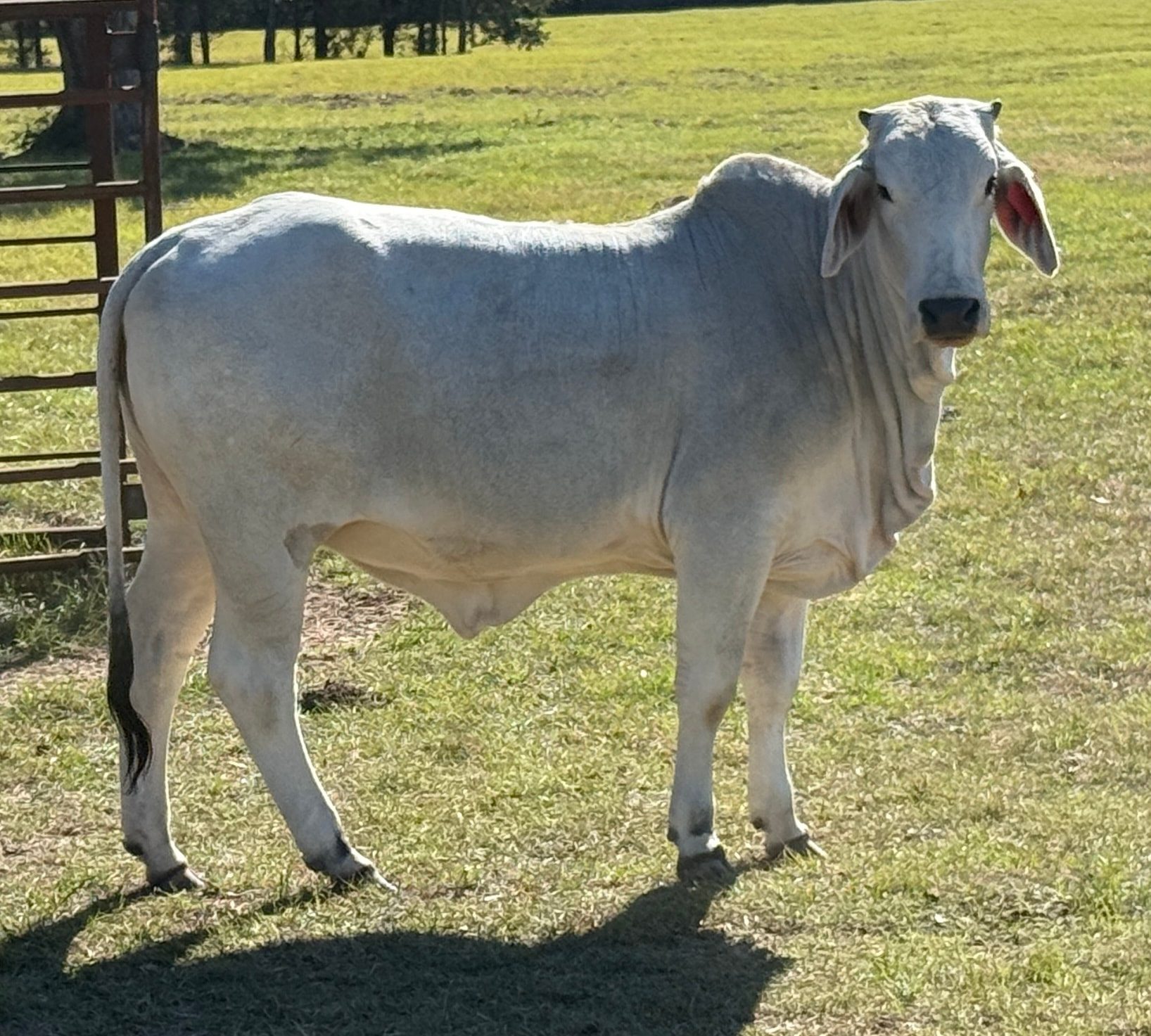 Brahman cow