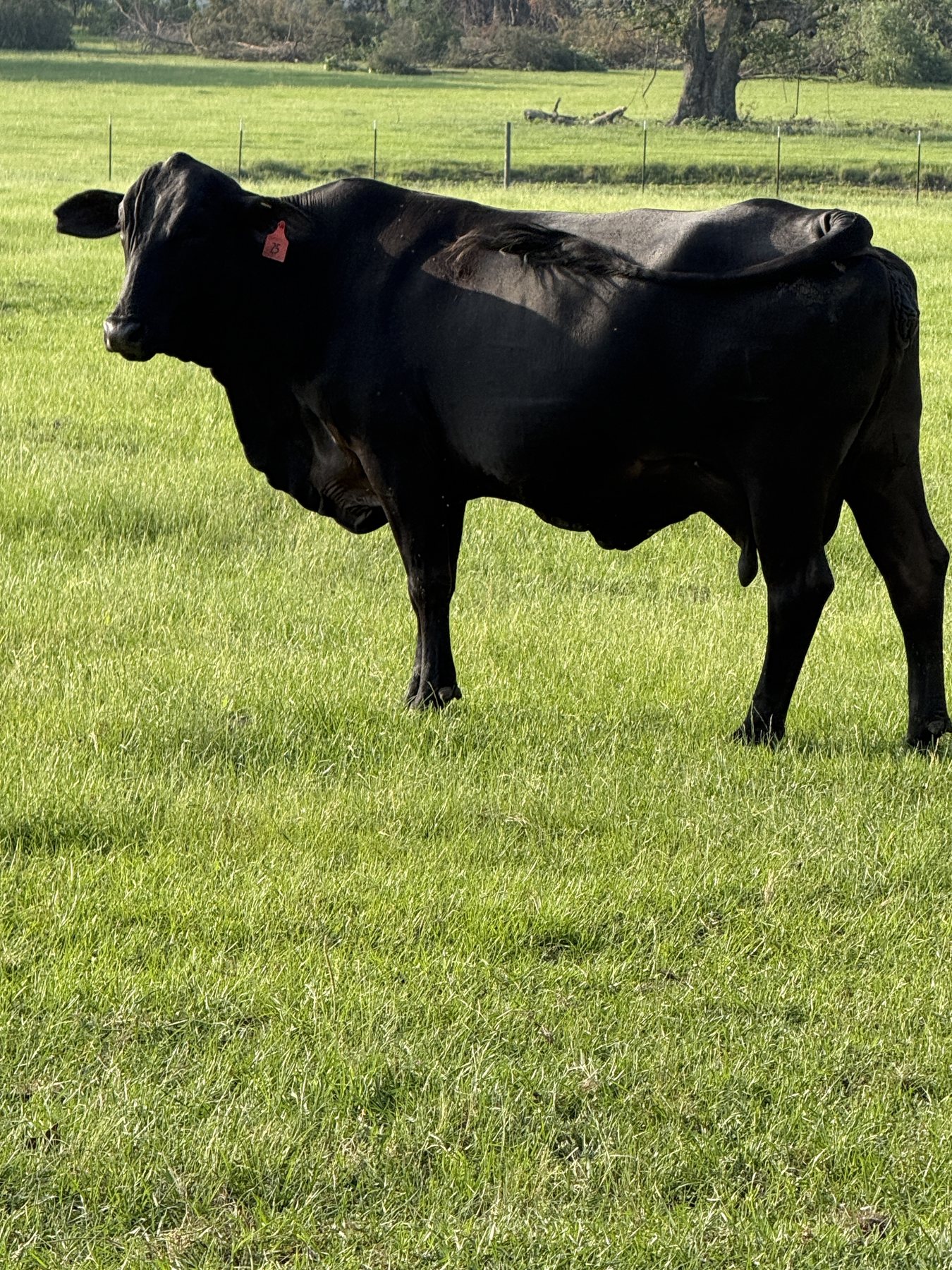 Brangus cow number 25, Big Mama, in pasture